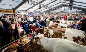 Koeienmart Van Rossum Koeienmart Van Rossum2